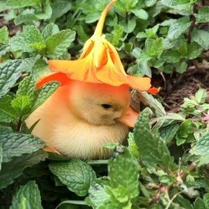 Meet your Posher, Haneen